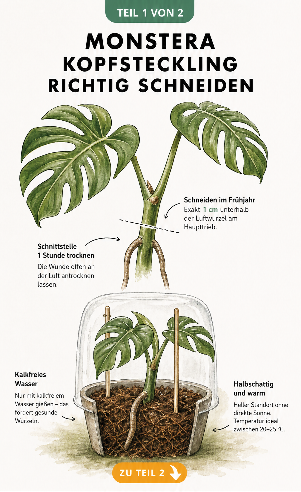 Botanische Illustration eines Monstera Kopfstecklings mit Schnittmarkierung unterhalb der Luftwurzel und eingetopftem Steckling unter einer Haube.