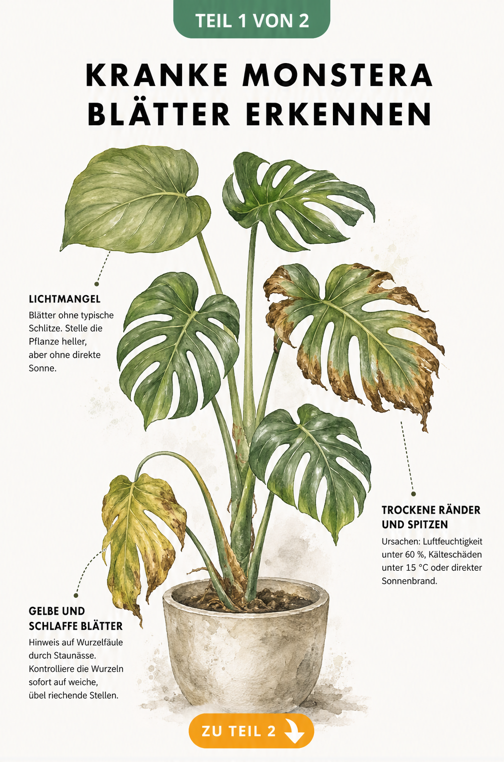 Botanische Illustration einer Monstera mit Schadbildern wie gelben Blättern durch Wurzelfäule, braunen Rändern durch trockene Luft und fehlenden Schlitzen...