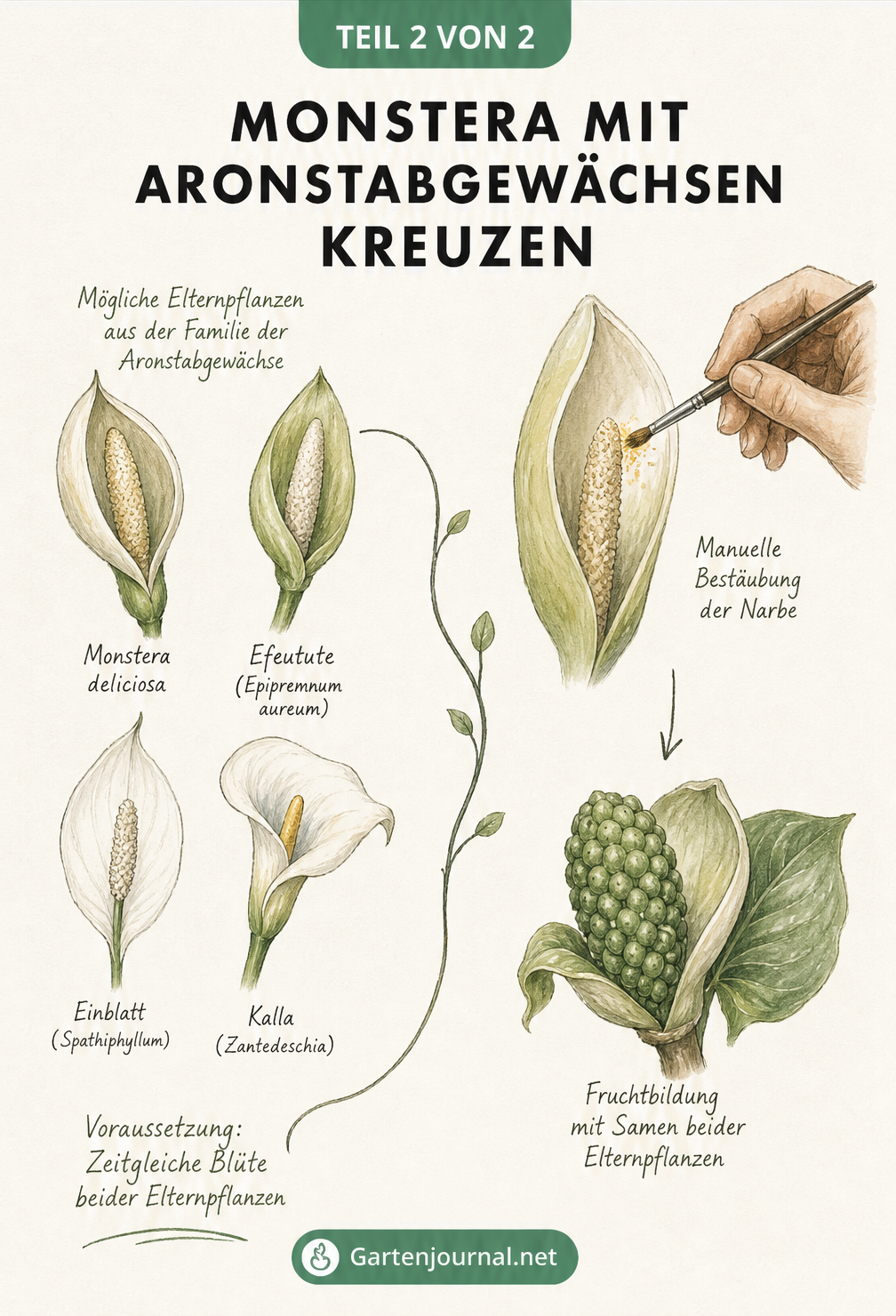 Skizze zur Kreuzung von Monstera mit anderen Aronstabgewächsen durch manuelle Bestäubung