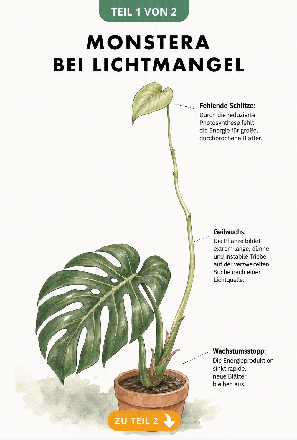 Botanische Illustration einer Monstera, die bei Lichtmangel kleine, geschlossene Blätter und lange, dünne Triebe bildet.