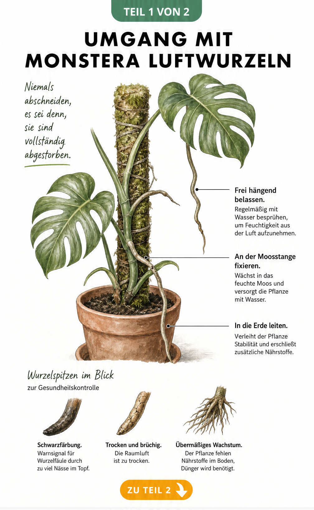 Botanische Illustration einer Monstera mit Moosstange, die den richtigen Umgang mit Luftwurzeln zeigt: in die Erde leiten, an der Moosstange fixieren oder frei...