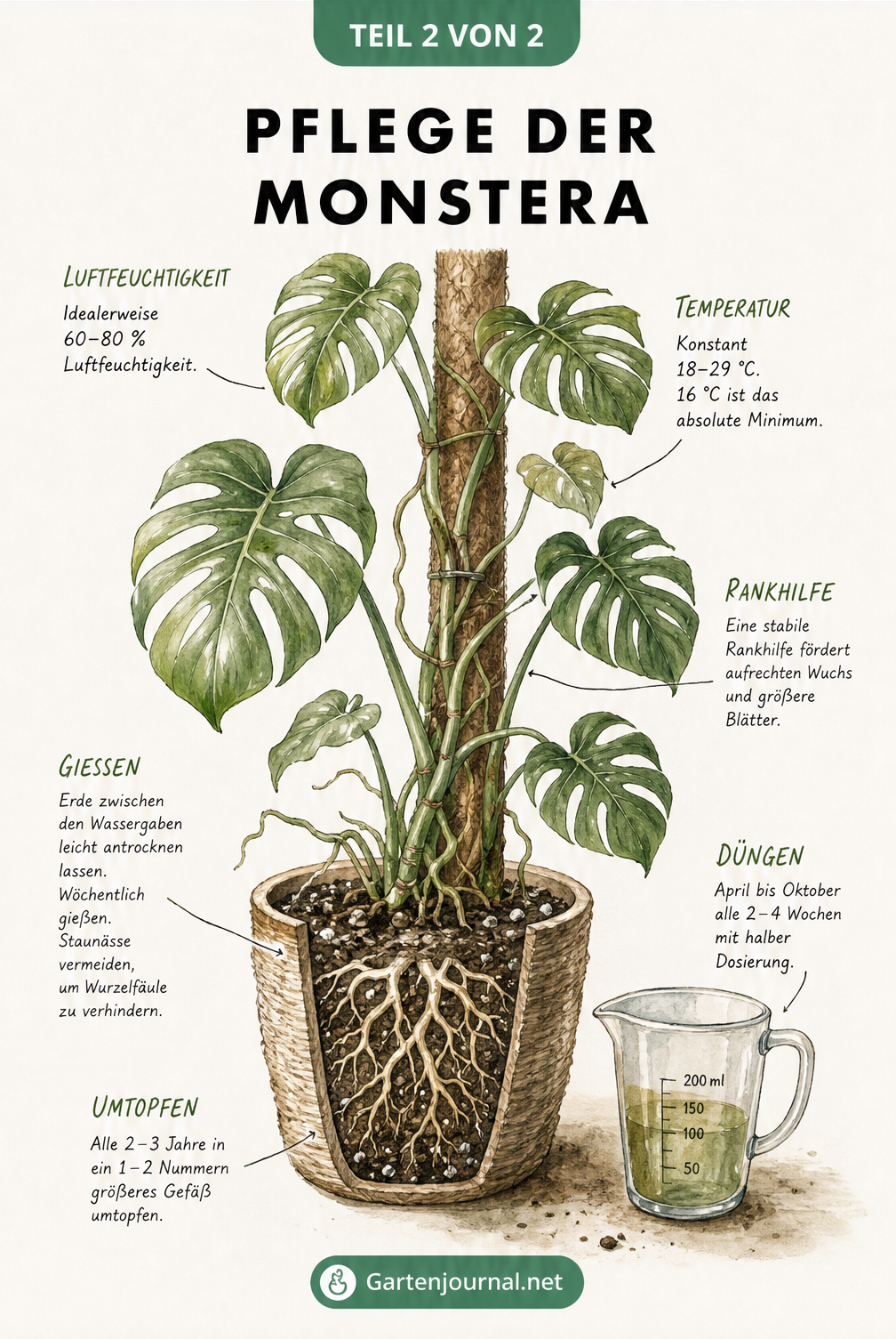 Botanische Illustration einer Monstera mit Pflegehinweisen zu Luftfeuchtigkeit, Temperatur, Gießen und Düngen.