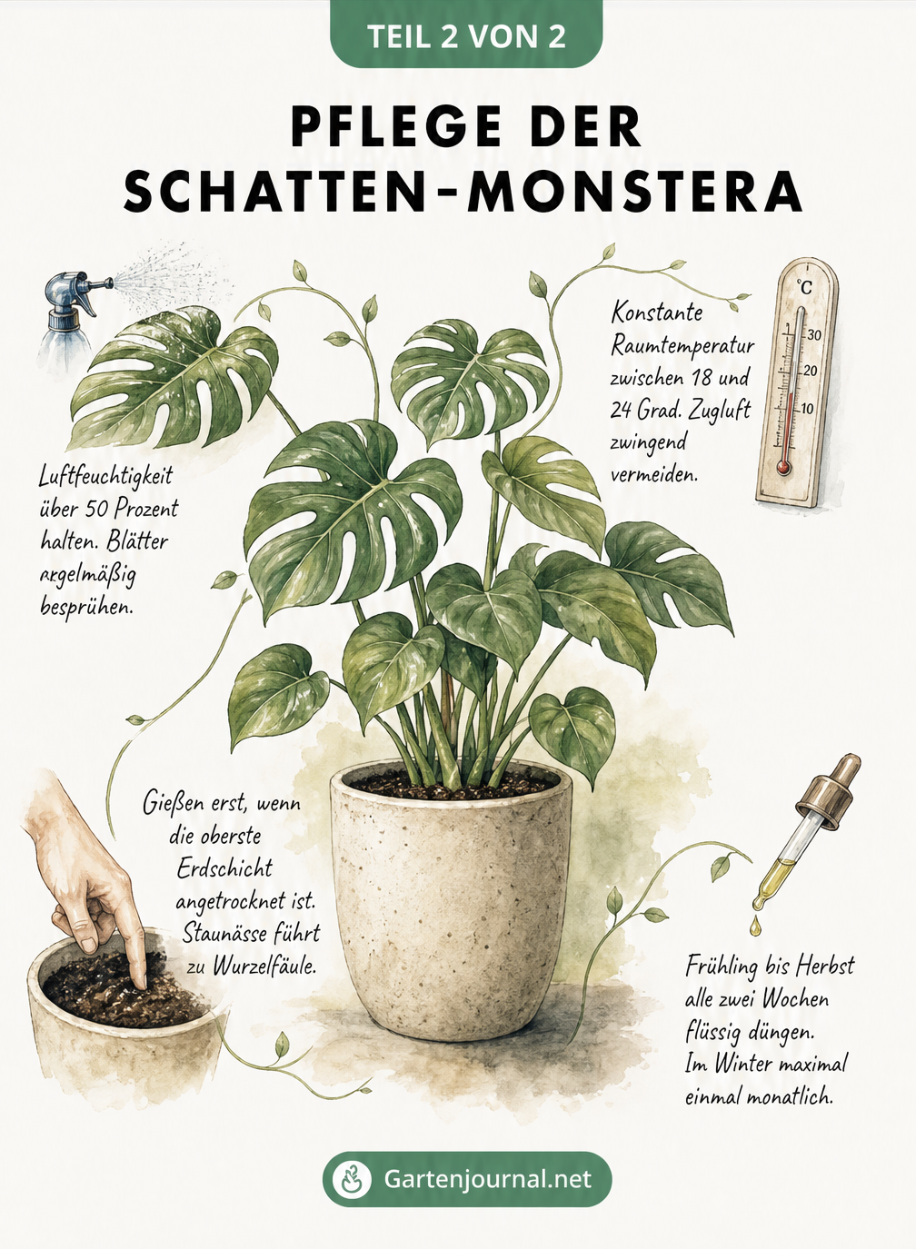 Aquarell-Illustration einer Monstera mit Pflegehinweisen an organischen Ranken: Luftfeuchtigkeit über 50 Prozent, Temperatur 18 bis 24 Grad, Gießen bei...