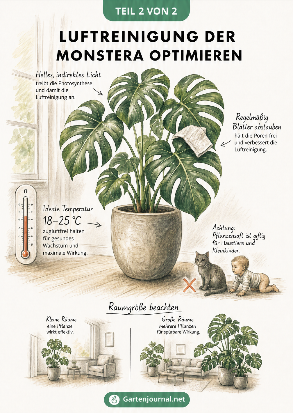 Illustration einer Monstera im Raum mit Hinweisen zu Licht, Temperatur, Staubwischen und der benötigten Pflanzenanzahl für große Räume.