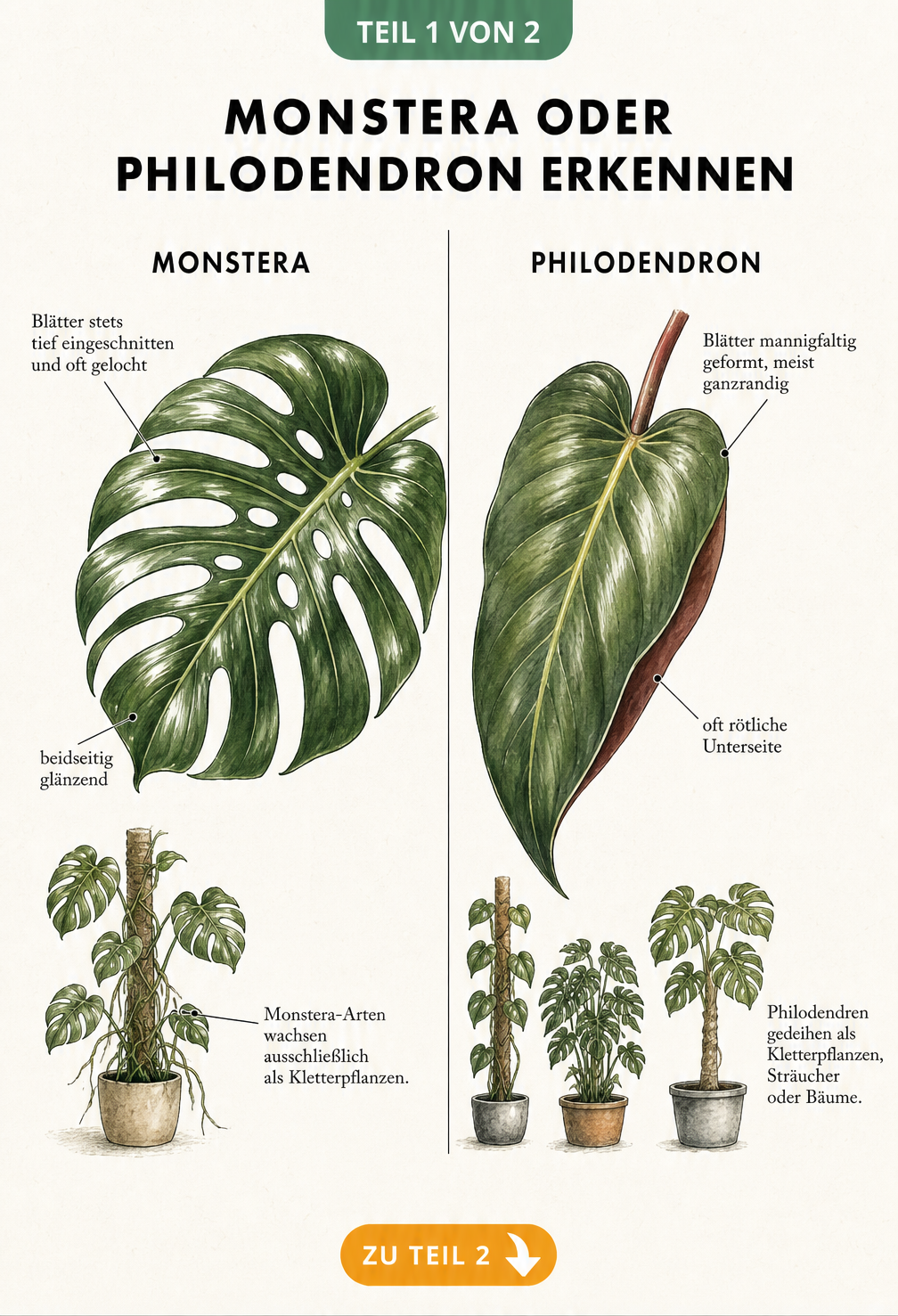 Botanische Illustration der Blätter und Wuchsformen von Monstera und Philodendron im direkten Vergleich