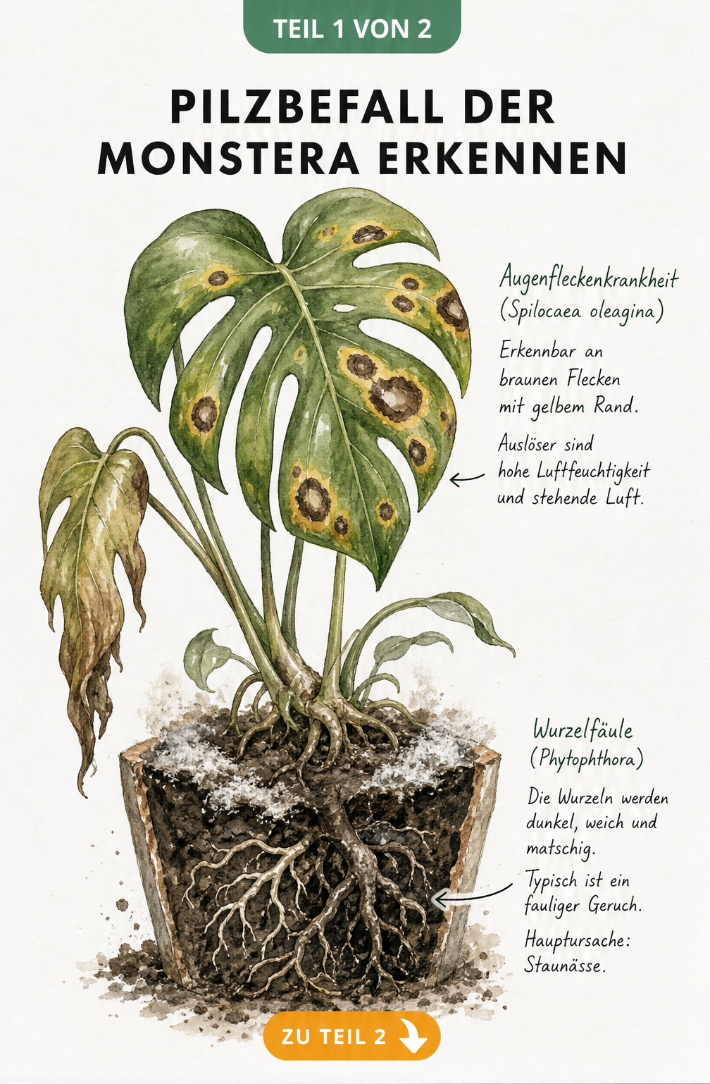 Botanische Illustration einer Monstera mit Augenfleckenkrankheit auf den Blättern und Wurzelfäule im Erdballen