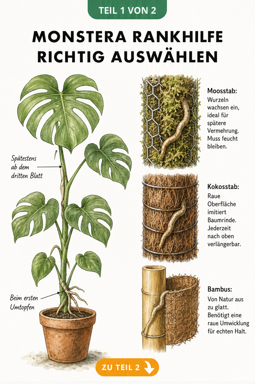 Botanische Illustration einer Monstera deliciosa mit Markierungen für den Einsatz einer Rankhilfe sowie Detailansichten von Moosstab, Kokosstab und Bambusstab.