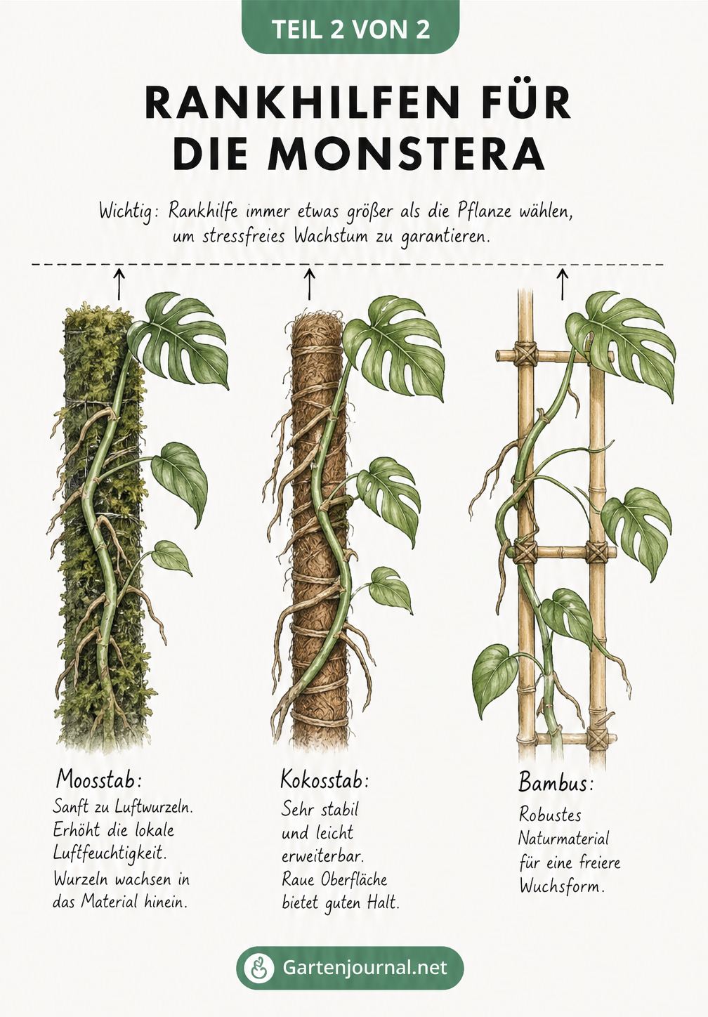 Illustration von drei Rankhilfen für Monstera: Moosstab, Kokosstab und Bambusgitter
