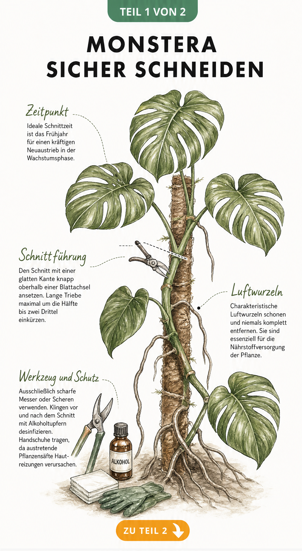 Botanische Illustration einer Monstera mit Schnittanleitung, Luftwurzeln und Werkzeughinweisen