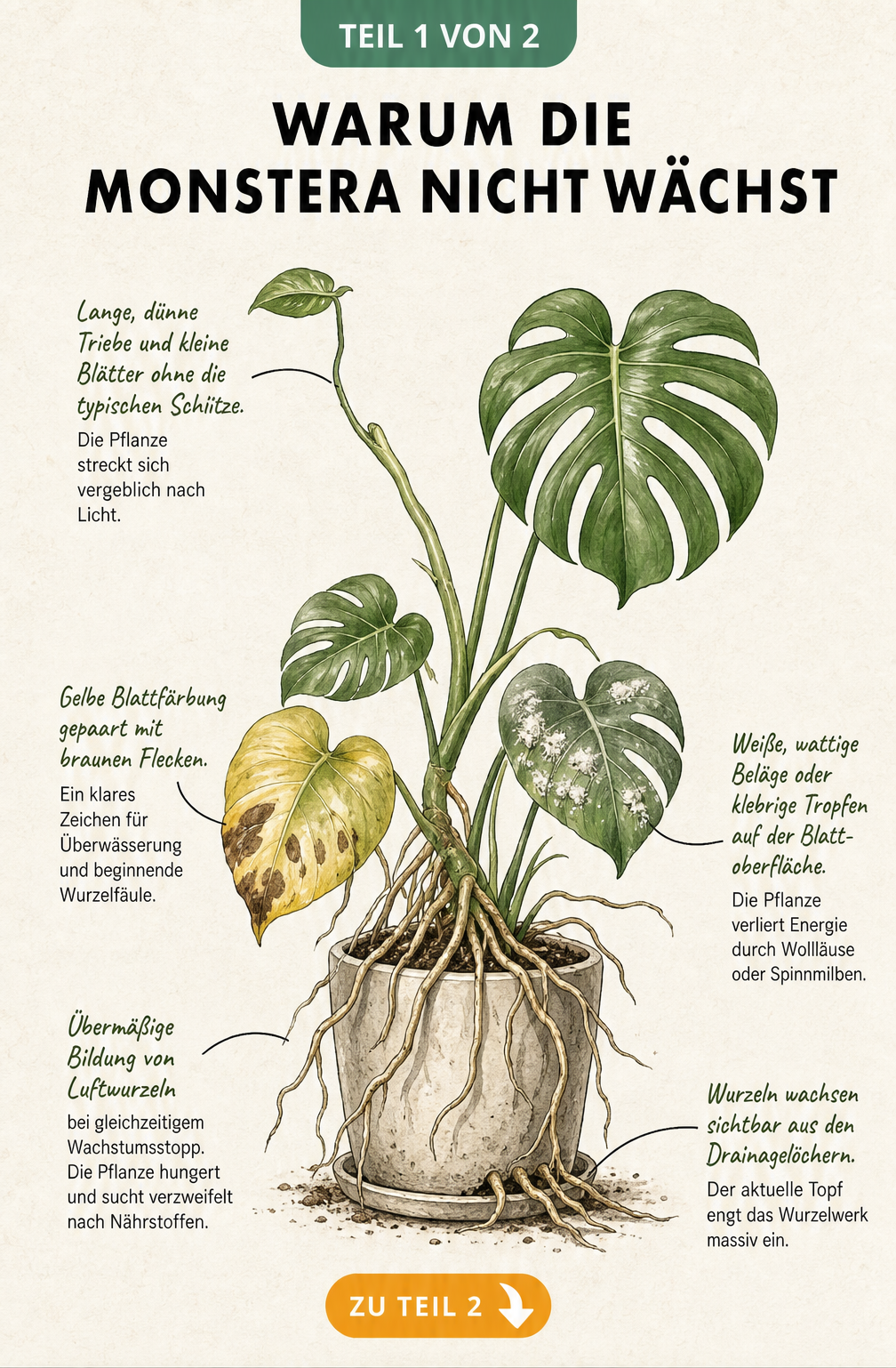 Illustration einer Monstera mit verschiedenen Schadbildern wie gelben Blättern, langen Trieben und herauswachsenden Wurzeln