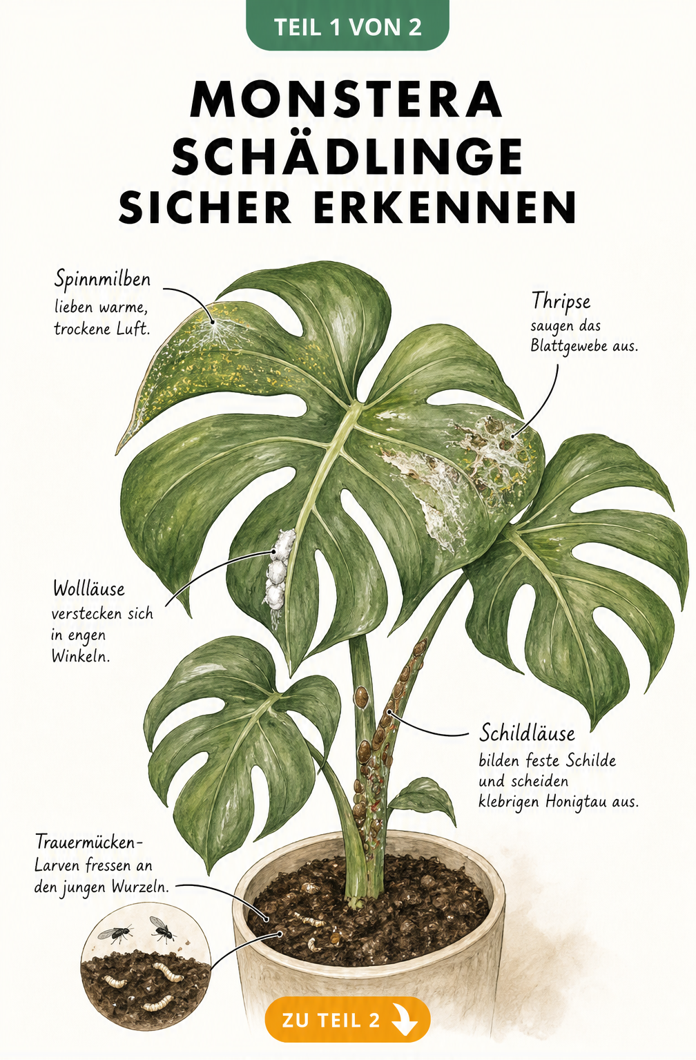Illustration eines Monstera-Blattes mit den fünf häufigsten Schädlingen wie Spinnmilben, Thripse, Wollläuse, Schildläuse und Trauermücken sowie deren...