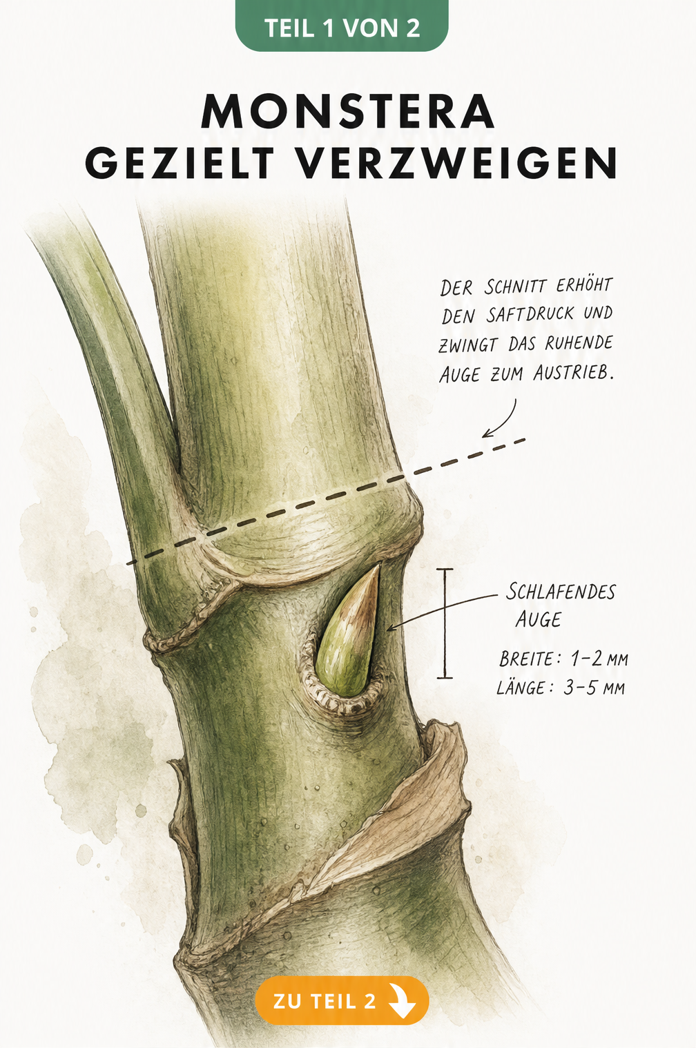 Botanische Illustration eines Monstera-Stammes mit schlafendem Auge und Schnittlinie