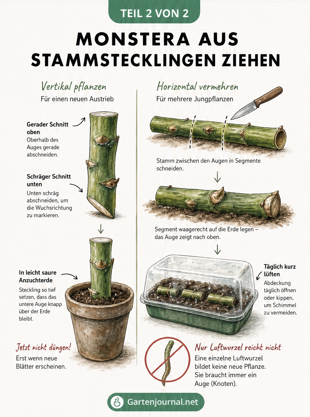 Illustration eines Monstera Stammstecklings mit schlafenden Augen, vertikal und horizontal gepflanzt.