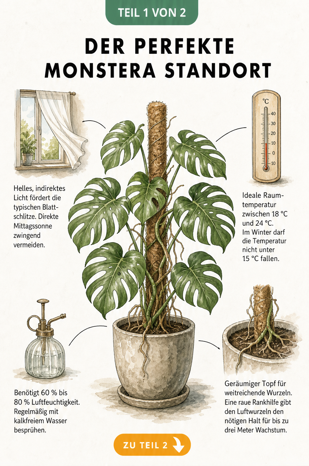 Botanische Illustration einer Monstera mit Vignetten zu Licht, Temperatur, Luftfeuchtigkeit und Topfgröße