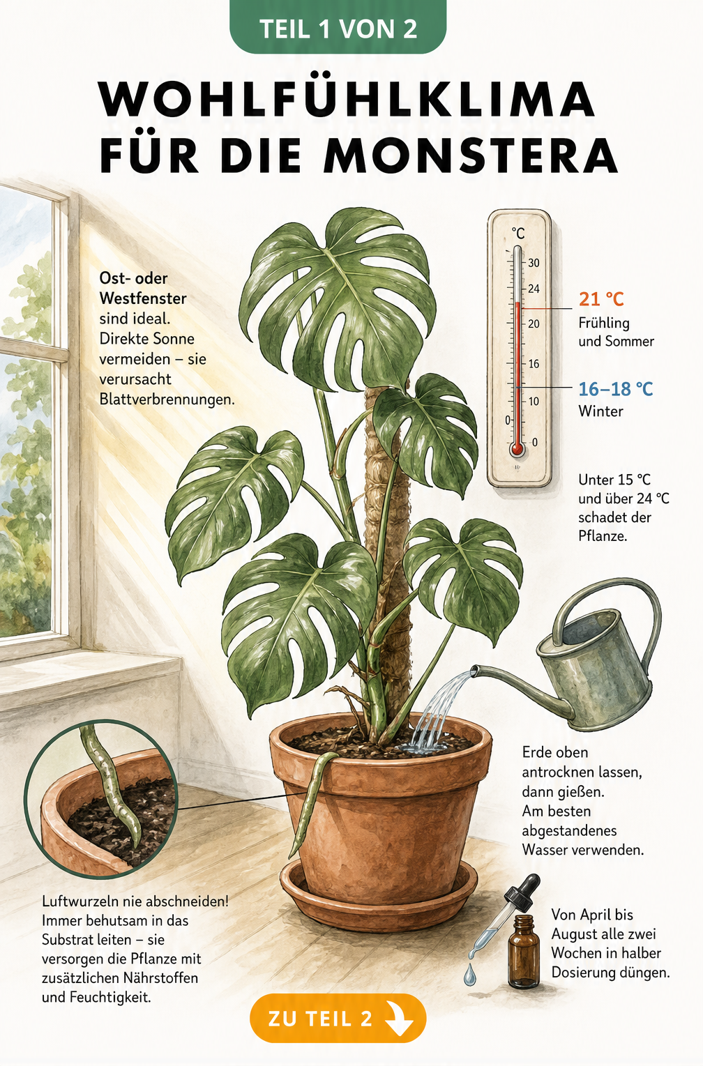 Illustration einer Monstera im Raum mit Hinweisen zu Licht, Temperatur, Gießen und Düngen