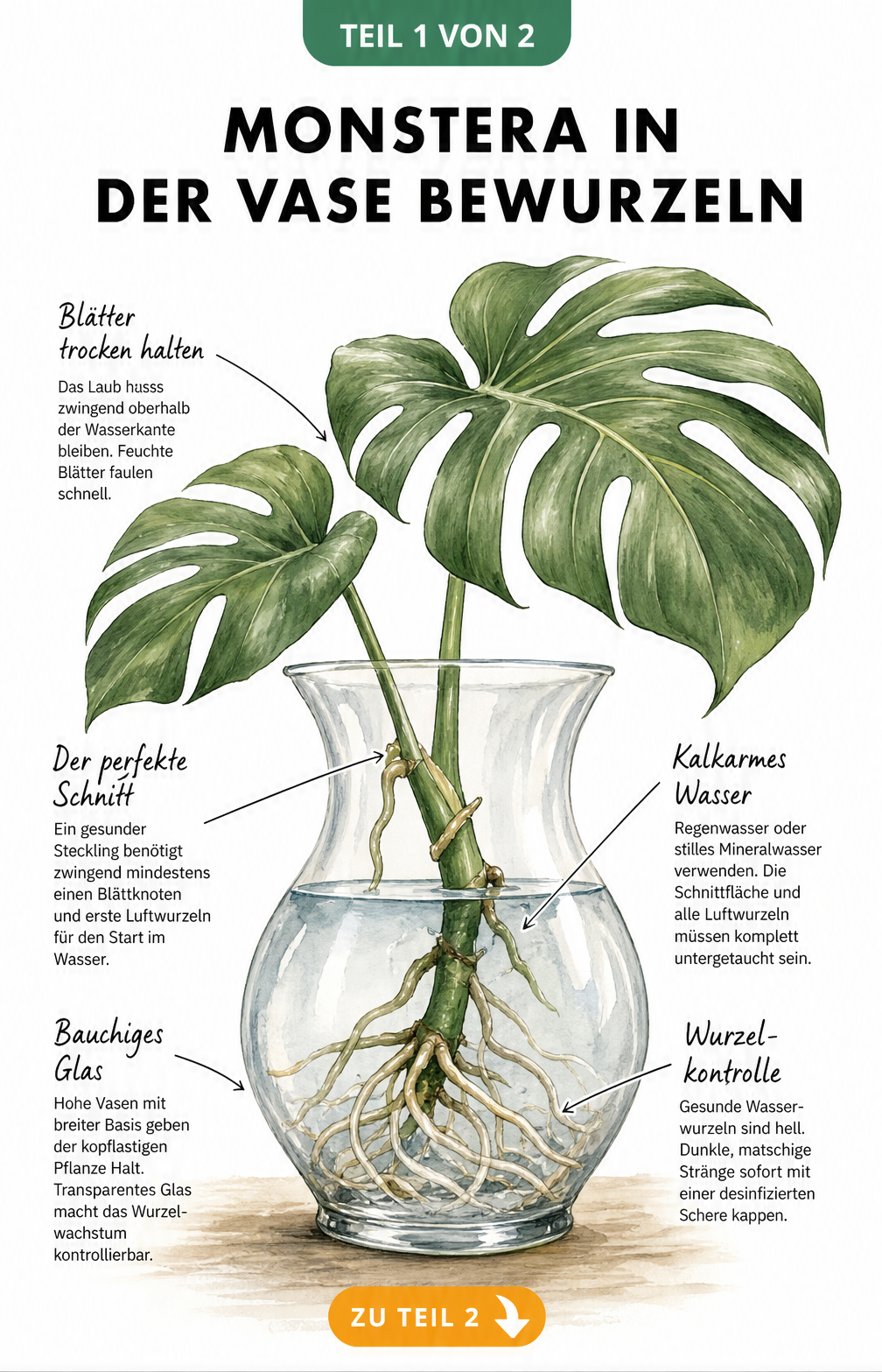Illustration eines Monstera-Stecklings in einer bauchigen Glasvase mit Wasser und Wurzeln