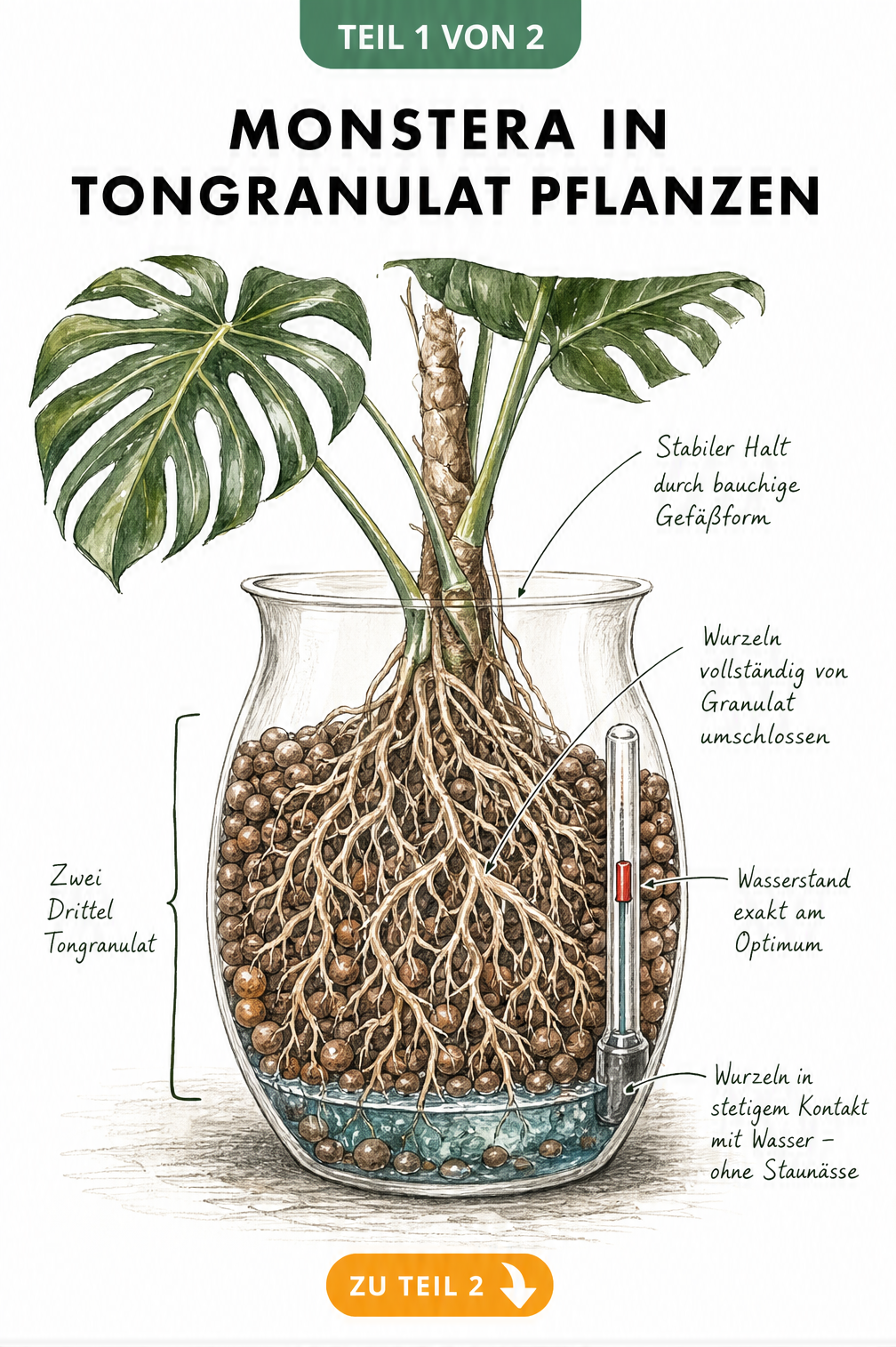 Querschnitt eines bauchigen Pflanzgefäßes mit einer Monstera in Tongranulat und Wasserstandsanzeige