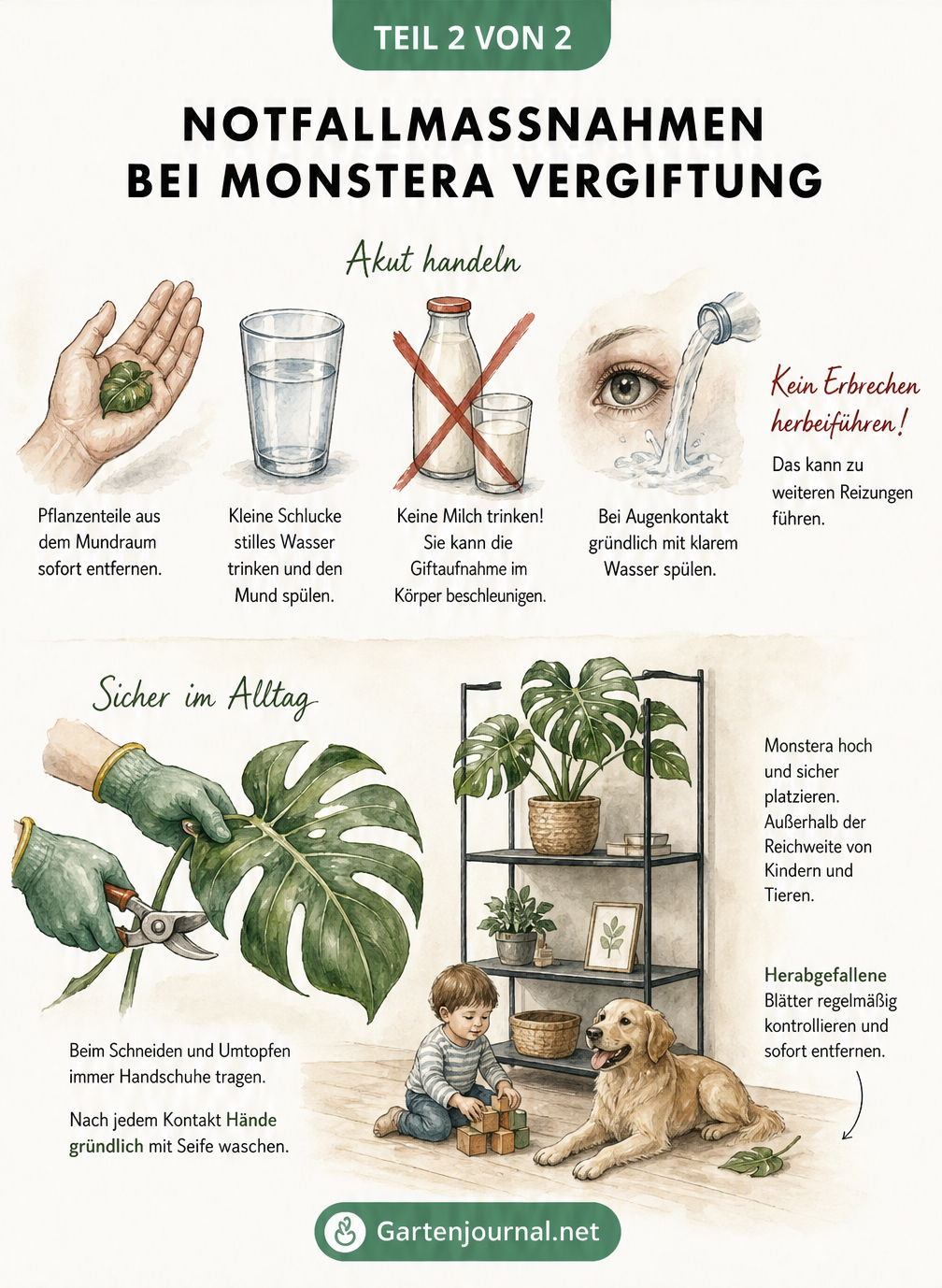 Illustration von Notfallmaßnahmen bei einer Monstera-Vergiftung und Tipps zum sicheren Umgang im Alltag