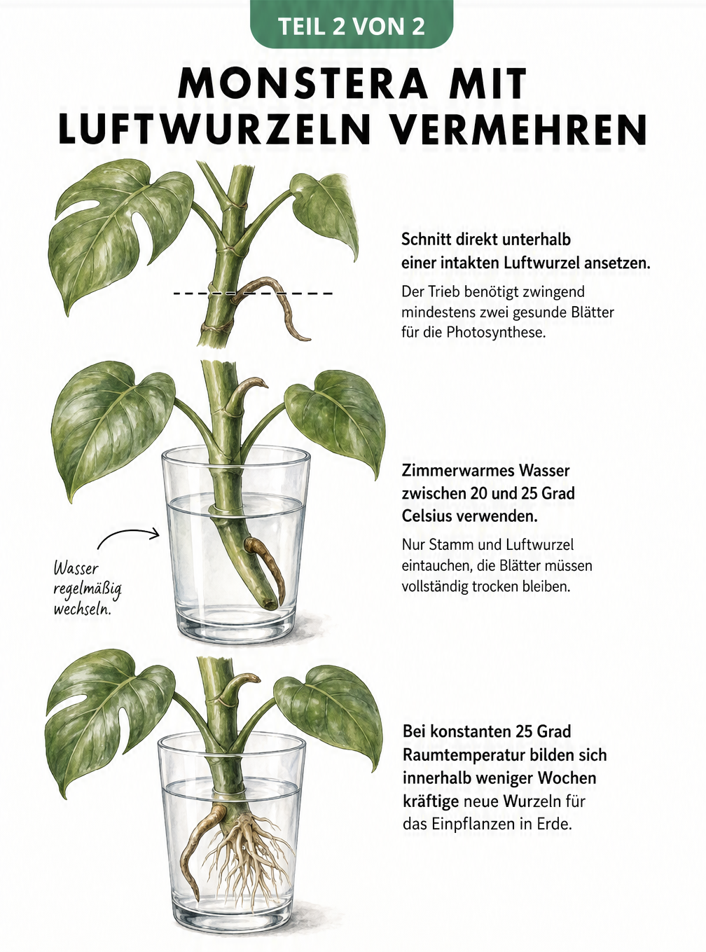 Illustration zur Vermehrung einer Monstera: Ein Steckling mit Luftwurzel und zwei Blättern wird abgeschnitten und in ein Wasserglas gestellt, wo sich neue...