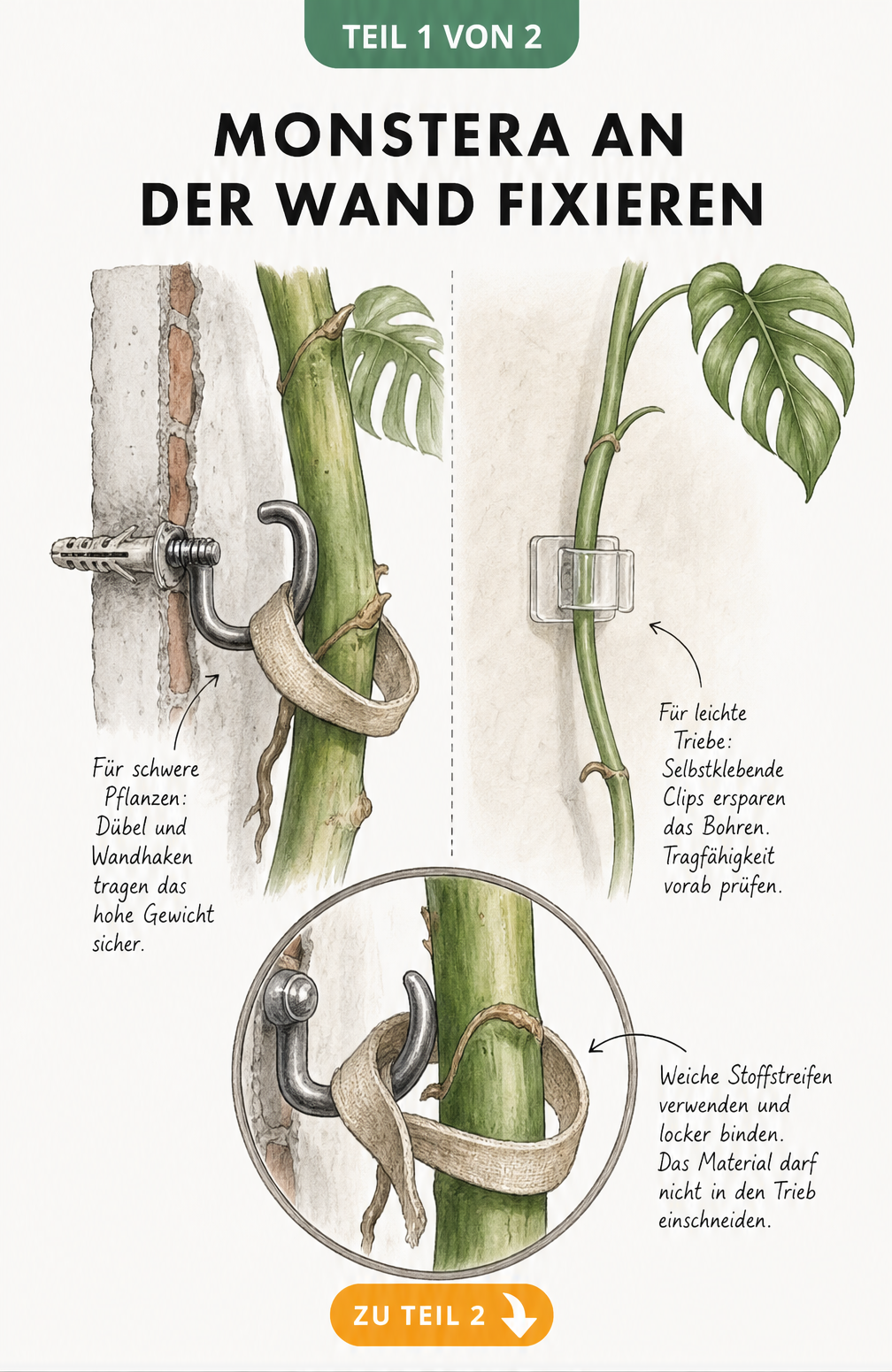 Zeichnung einer Wandbefestigung für Monstera mit Dübel, Wandhaken und selbstklebenden Clips
