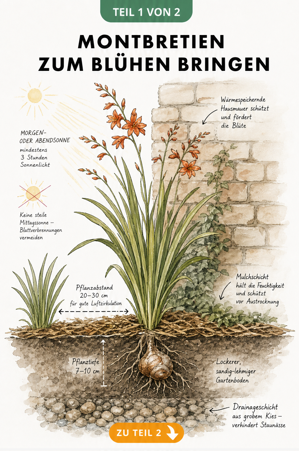 Botanische Querschnitts-Illustration einer blühenden Montbretie mit Knolle, Wurzeln, Drainageschicht und Mulch