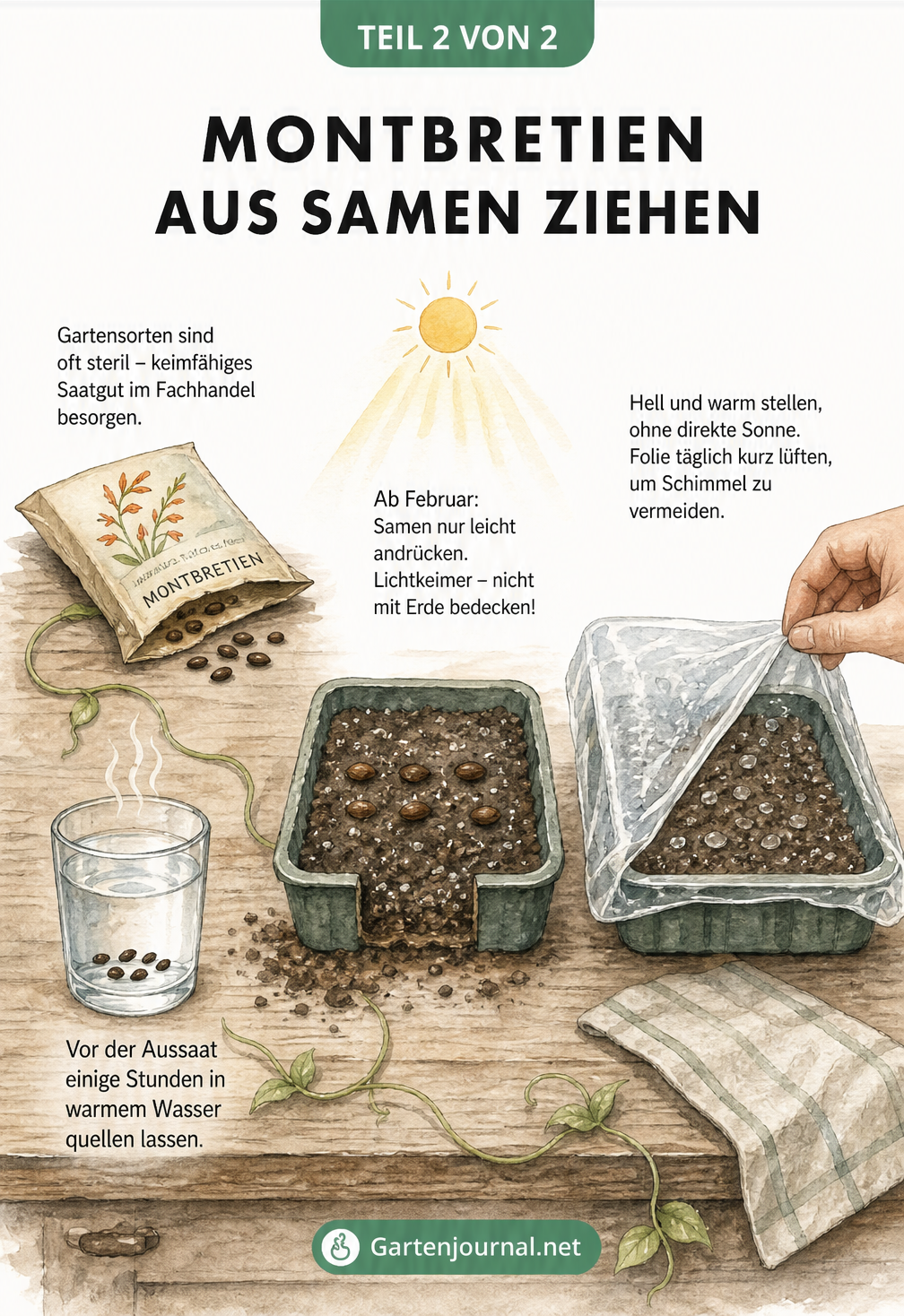 Illustration eines Pflanztisches mit Samentütchen, Wasserglas zum Quellen der Samen und einer Anzuchtschale mit Lichtkeimern unter einer Folie.