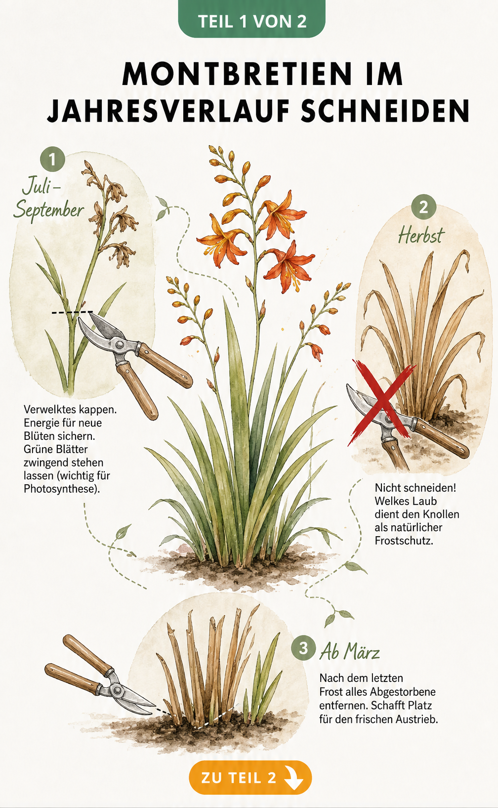 Botanische Illustration einer Montbretie, die den Schnitt im Jahresverlauf zeigt: Verwelktes im Sommer kappen, im Herbst nicht schneiden und im Frühjahr...