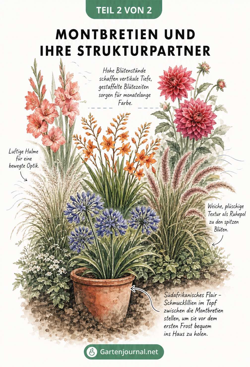 Skizze eines Gartenbeets mit Montbretien, Gladiolen, Dahlien, Federgras, Lampenputzergras und einer Schmucklilie im Topf zur Veranschaulichung von Wuchshöhen...