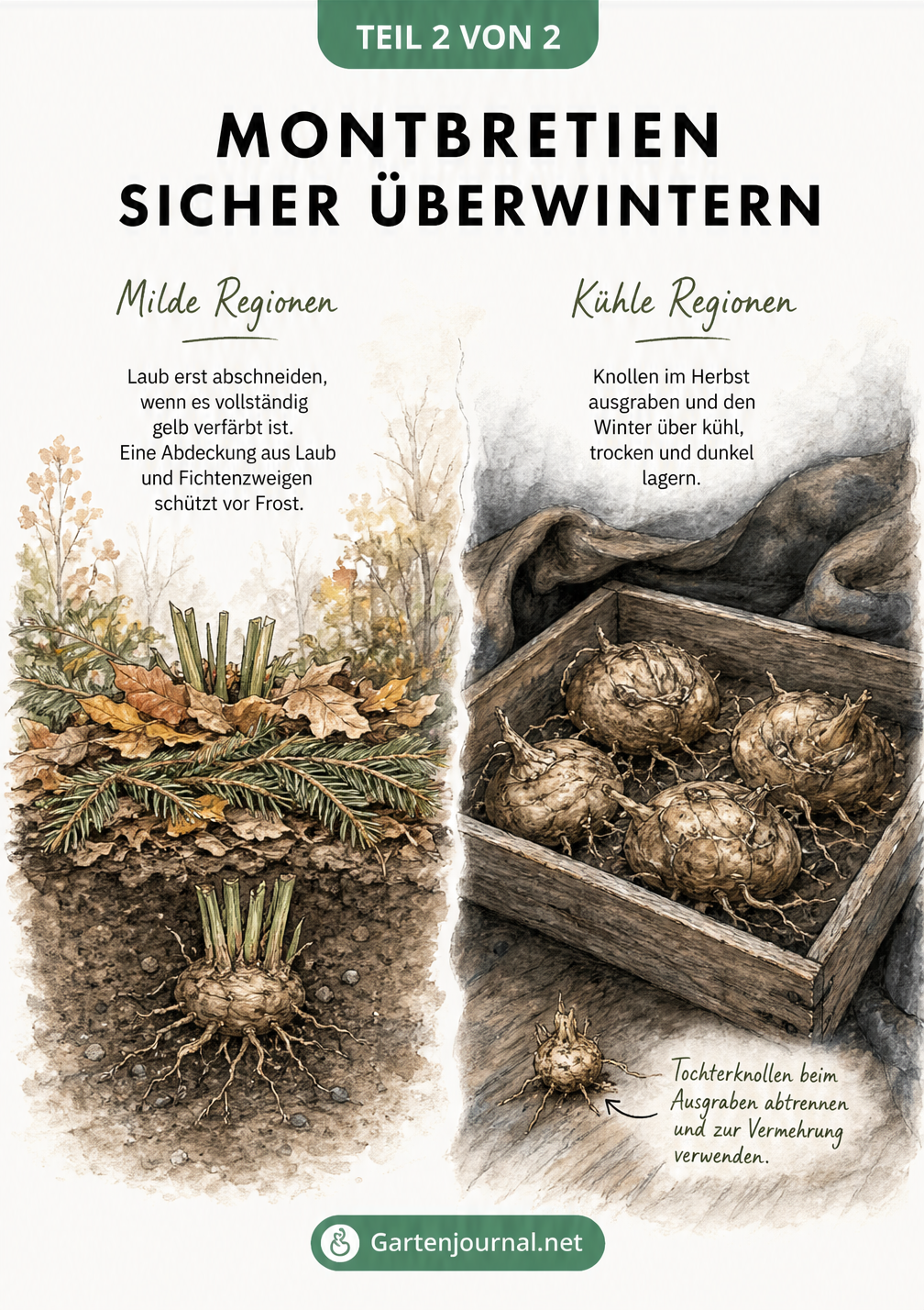 Illustration zur Überwinterung von Montbretien: Abdeckung mit Laub im Beet und Lagerung der Knollen in einer Holzkiste