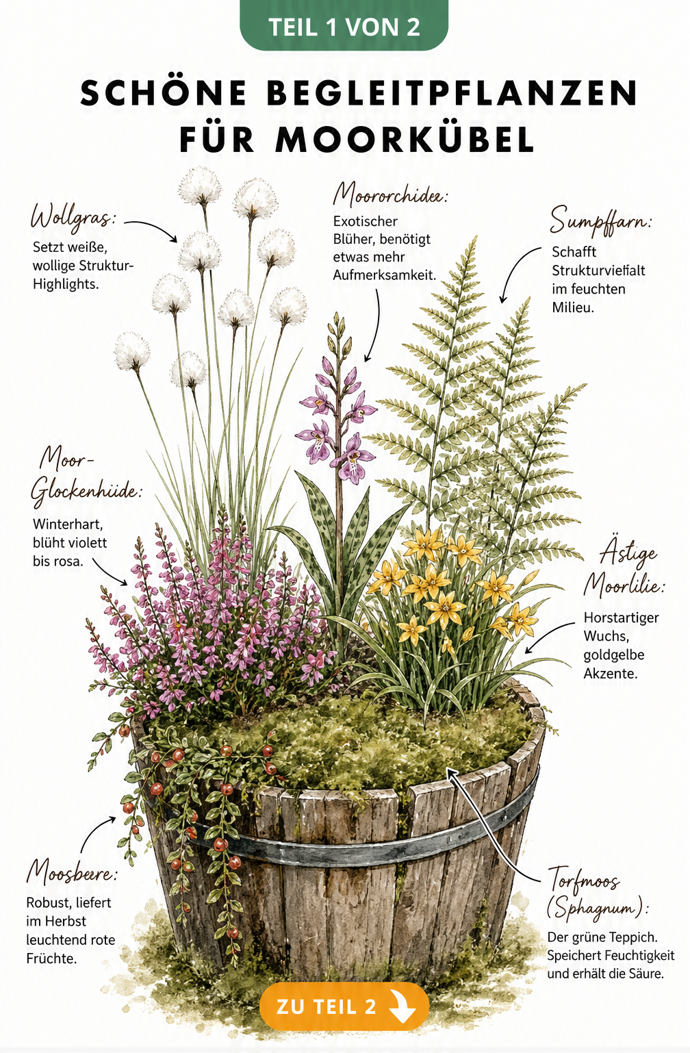 Schnittzeichnung eines bepflanzten Moorkübels mit Torfmoos, Moosbeere, Moor-Glockenheide, Ästiger Moorlilie, Wollgras, Sumpffarn und Moororchidee.