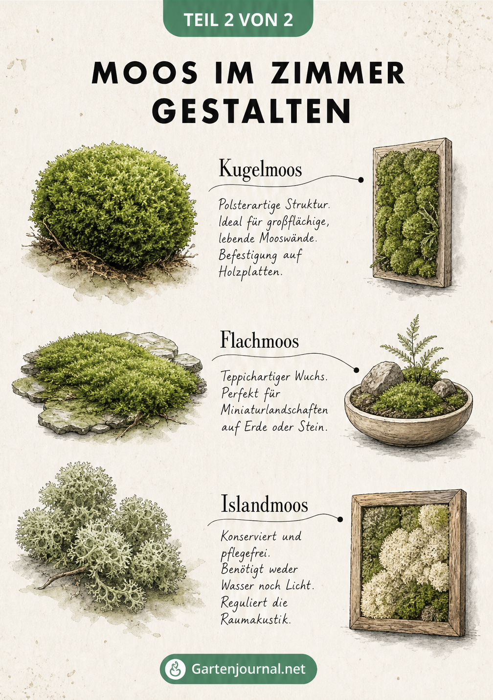 Illustration von Kugelmoos, Flachmoos und Islandmoos mit ihren Eigenschaften für die Zimmergestaltung
