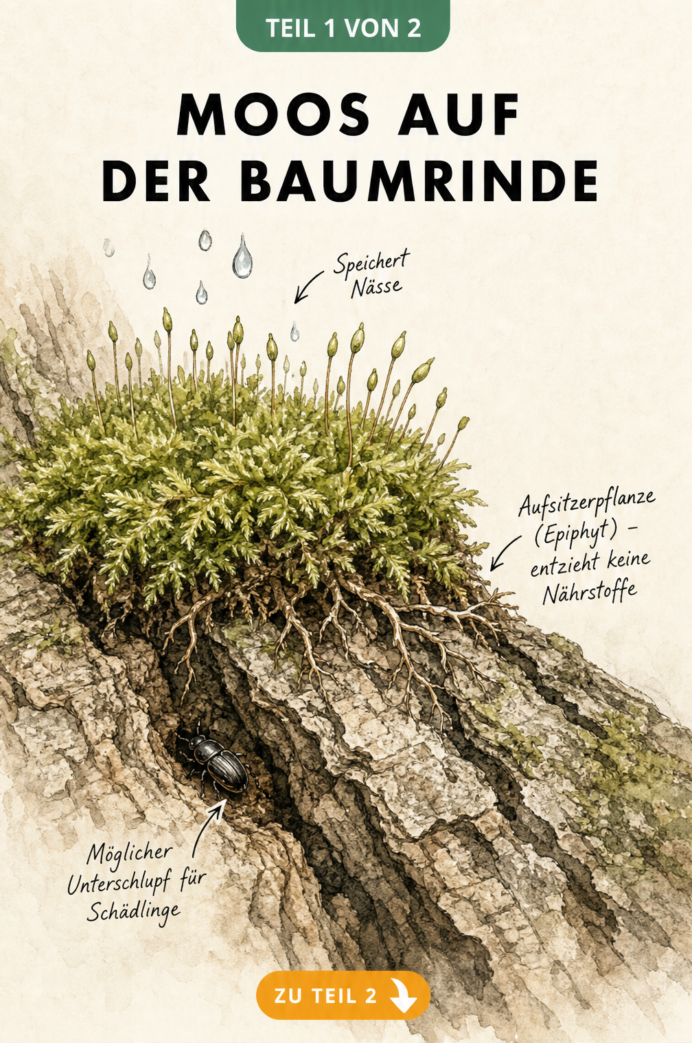 Querschnitt einer Baumrinde mit Moospolster, das nur oberflächlich aufliegt und nicht in das Holz eindringt
