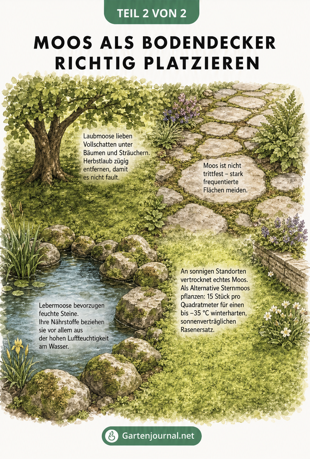 Isometrische Gartenzeichnung mit vier Zonen für Laubmoos, Fugenmoos, Lebermoos und Sternmoos