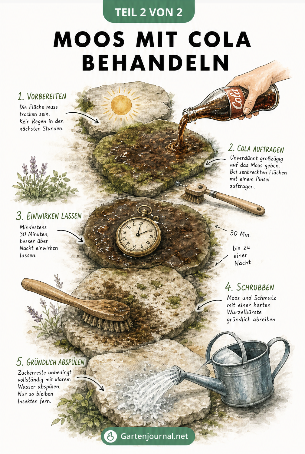 Aquarell-Illustration eines Gartenwegs aus vier Steinen, die die Arbeitsschritte zur Moosentfernung mit Cola zeigen: Trocknen, Einwirken, Schrubben und...