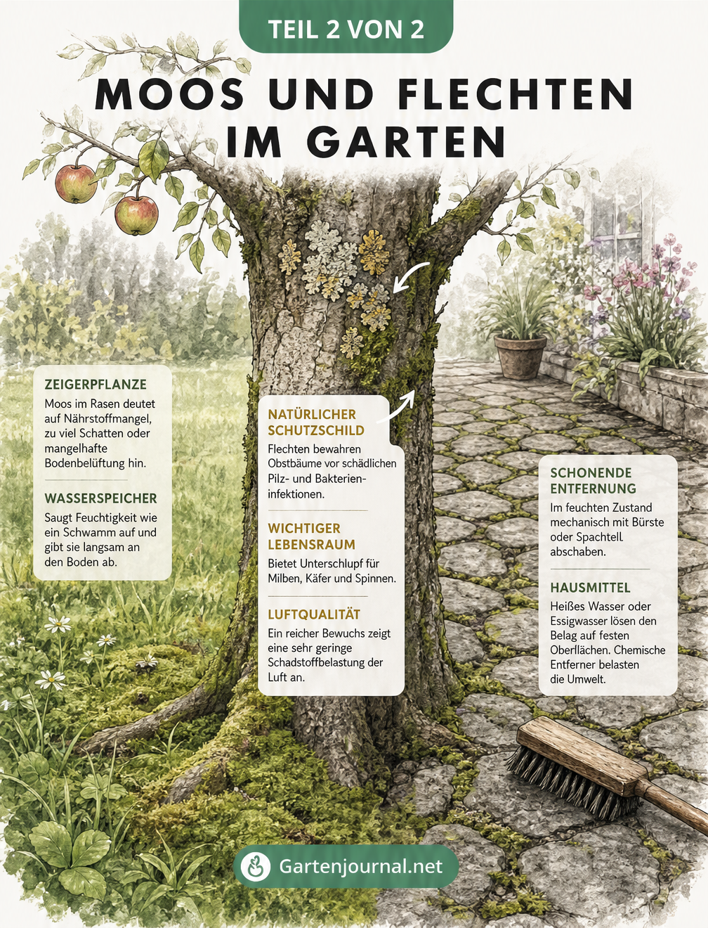 Querschnitt eines Gartens mit Moos und Flechten an Baum, Rasen und Steinweg