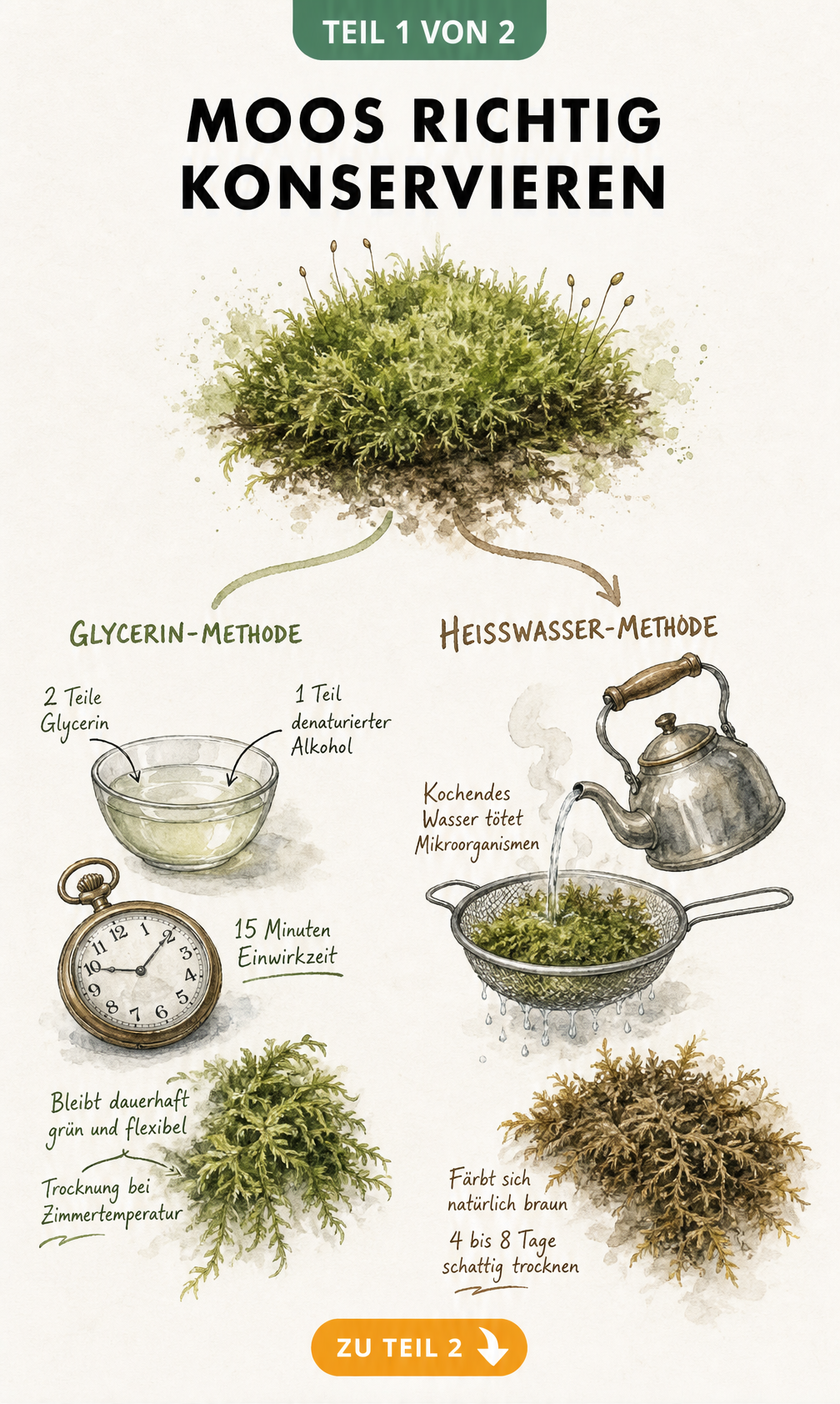Botanische Illustration der Moos-Konservierung mit Glycerin und Heißwasser