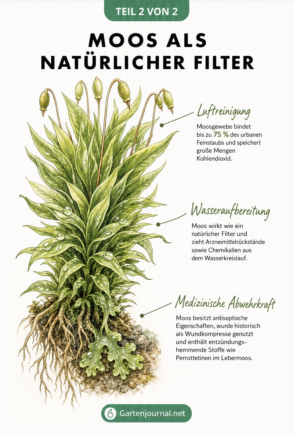 Botanische Illustration einer Moospflanze, die ihre Funktionen als Luftreiniger, Wasserfilter und medizinisches Heilmittel zeigt.