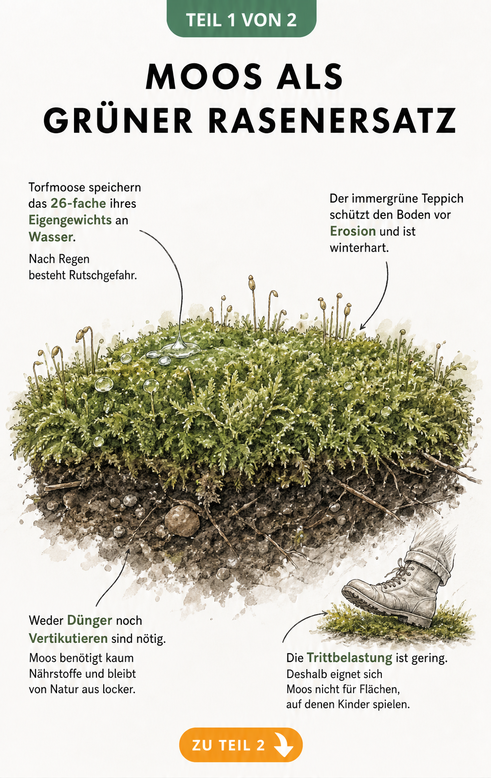 Botanische Illustration eines dichten Moospolsters im Querschnitt mit Fakten zu Wasserspeicherung, Winterhärte und Pflege