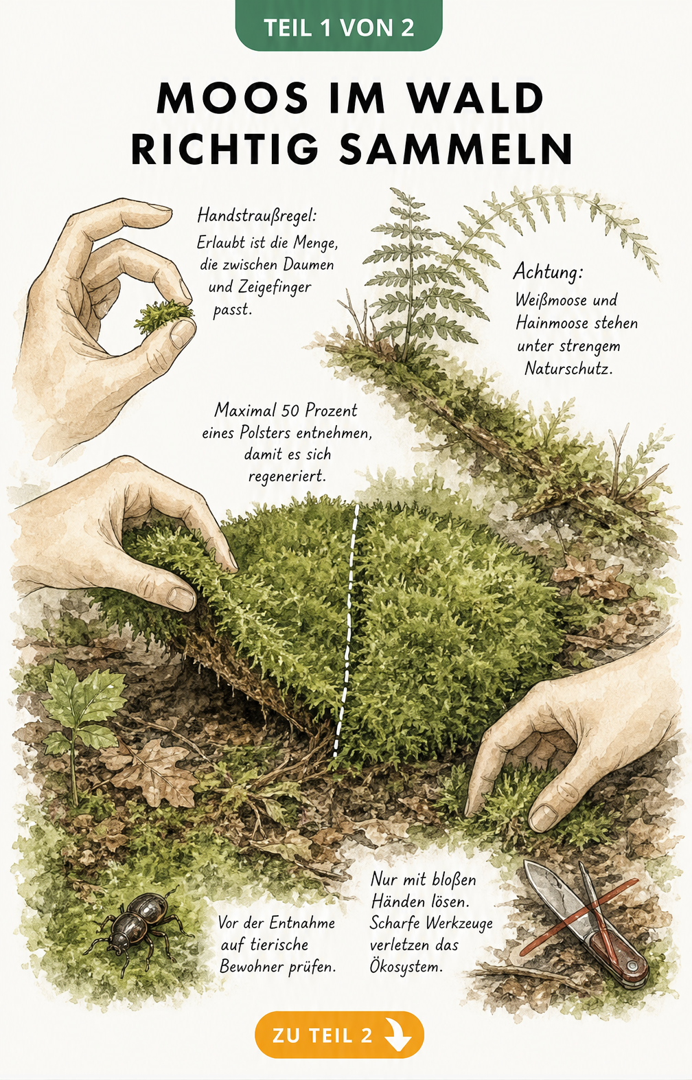 Illustration zur Handstraußregel beim Moos sammeln im Wald mit Händen und Moospolster