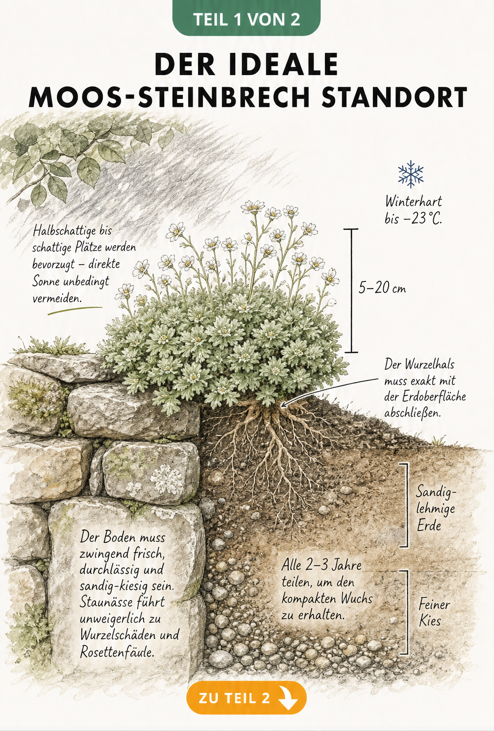 Querschnitt-Illustration einer Natursteinmauer mit Moos-Steinbrech, die den idealen Standort, Bodenbeschaffenheit und Pflanztiefe zeigt.