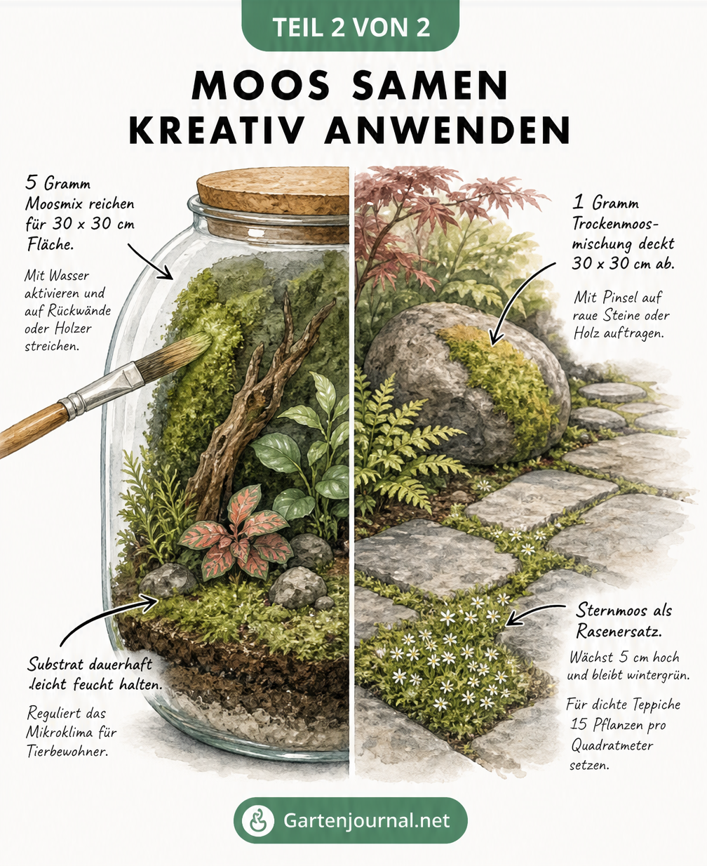 Skizze eines bepflanzten Terrariums und eines Steingartens mit Sternmoos als Rasenersatz in den Fugen