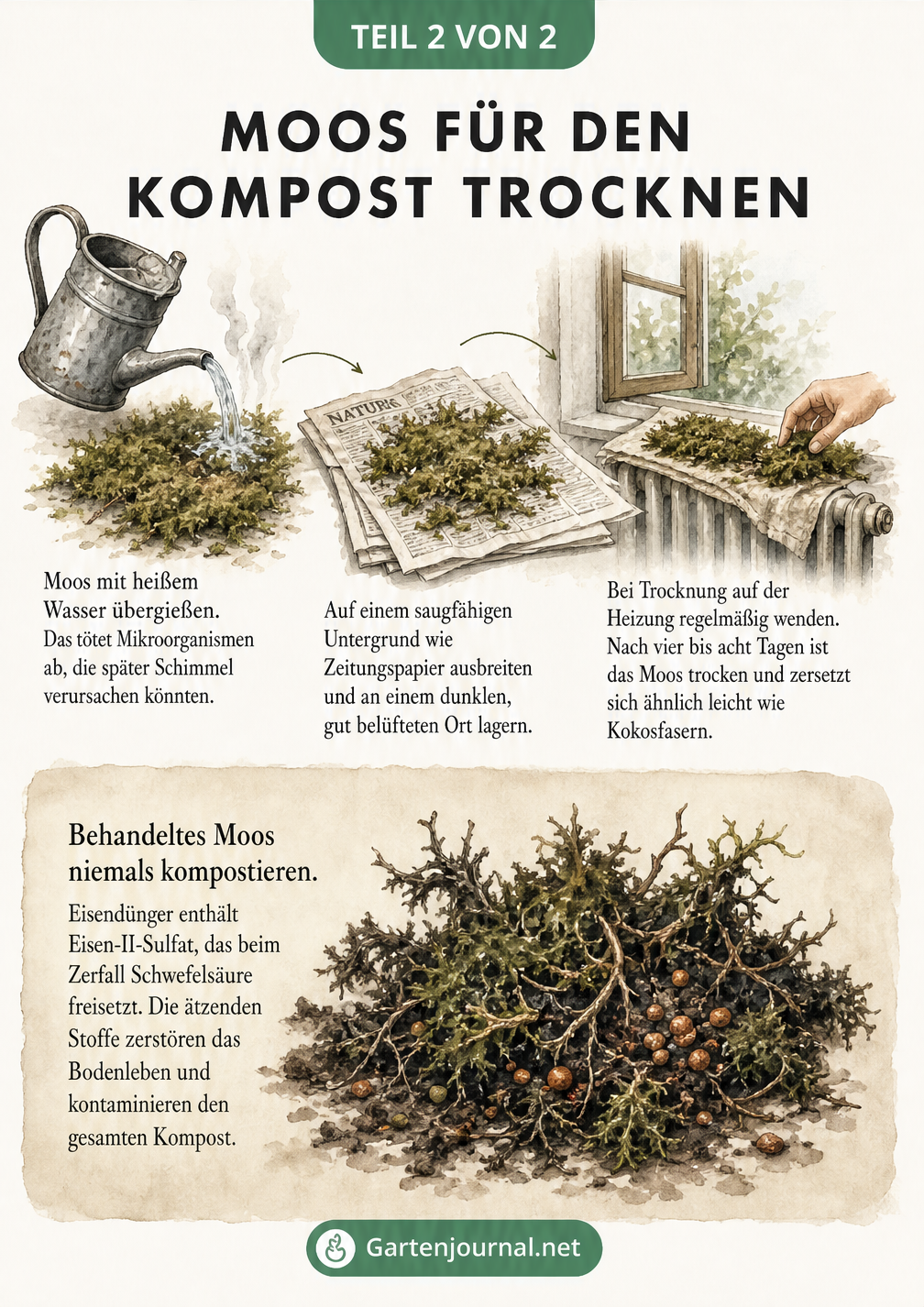 Illustration zum Trocknen von Moos auf Zeitungspapier und der Heizung sowie eine Warnung vor mit Eisendünger behandeltem Moos.