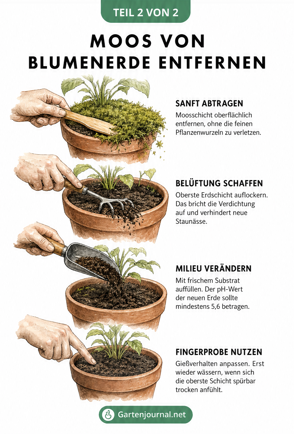 Vier Schritte zum Entfernen von Moos auf Blumenerde: sanftes Abtragen, Erde auflockern, frisches Substrat auffüllen und Fingerprobe beim Gießen.