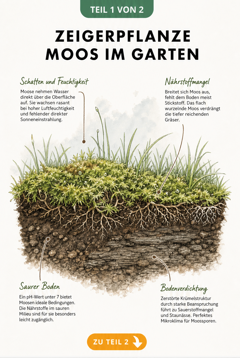 Botanische Querschnitts-Illustration von Rasenboden mit Moospolstern und Wurzeln, die Ursachen wie Schatten, Nährstoffmangel, sauren Boden und Bodenverdichtung...