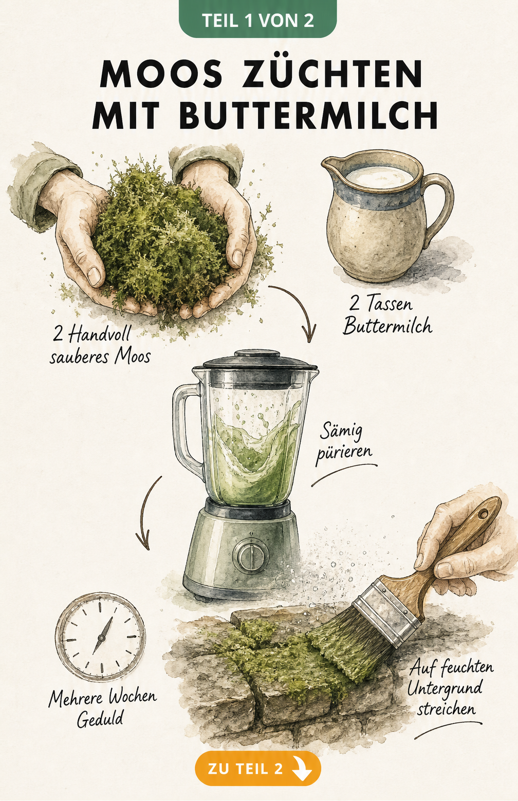 Illustration der Zutaten und Schritte zum Moos züchten mit Buttermilch: Moos, Buttermilch, Mixer und Auftragen auf eine Steinmauer