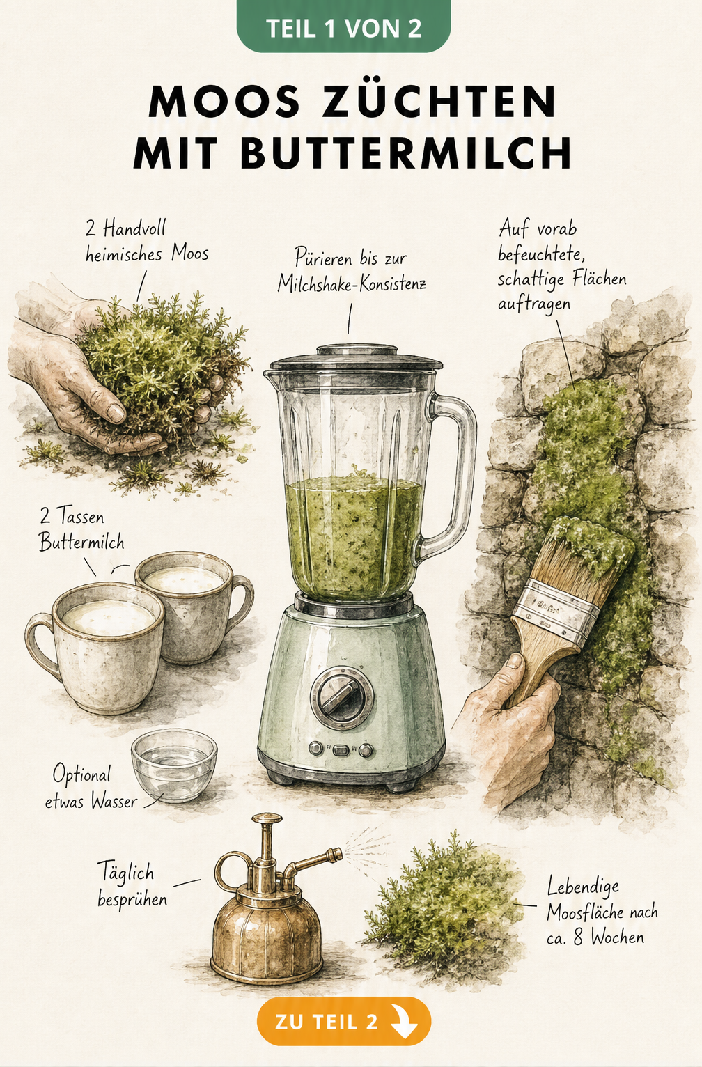 Botanische Rezept-Illustration zur Herstellung einer Moos-Buttermilch-Mischung im Standmixer