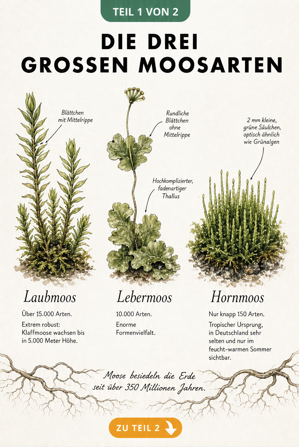 Botanische Handzeichnung der drei großen Moosarten: Laubmoos, Lebermoos und Hornmoos mit anatomischen Merkmalen