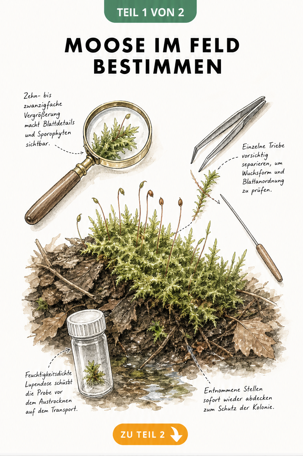 Illustration eines feuchten Waldbodenschnitts mit Mooskolonie und Arbeitsgeräten wie Lupe, Pinzette und Probengefäß zur Moosbestimmung