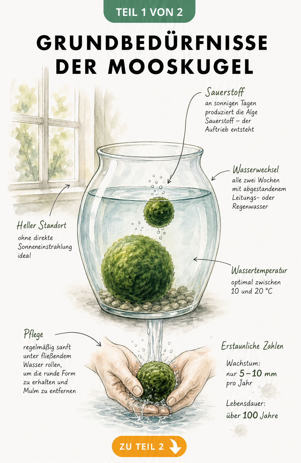Botanische Illustration einer Mooskugel im Wasserglas mit Hinweisen zu Pflege, Standort und Wassertemperatur