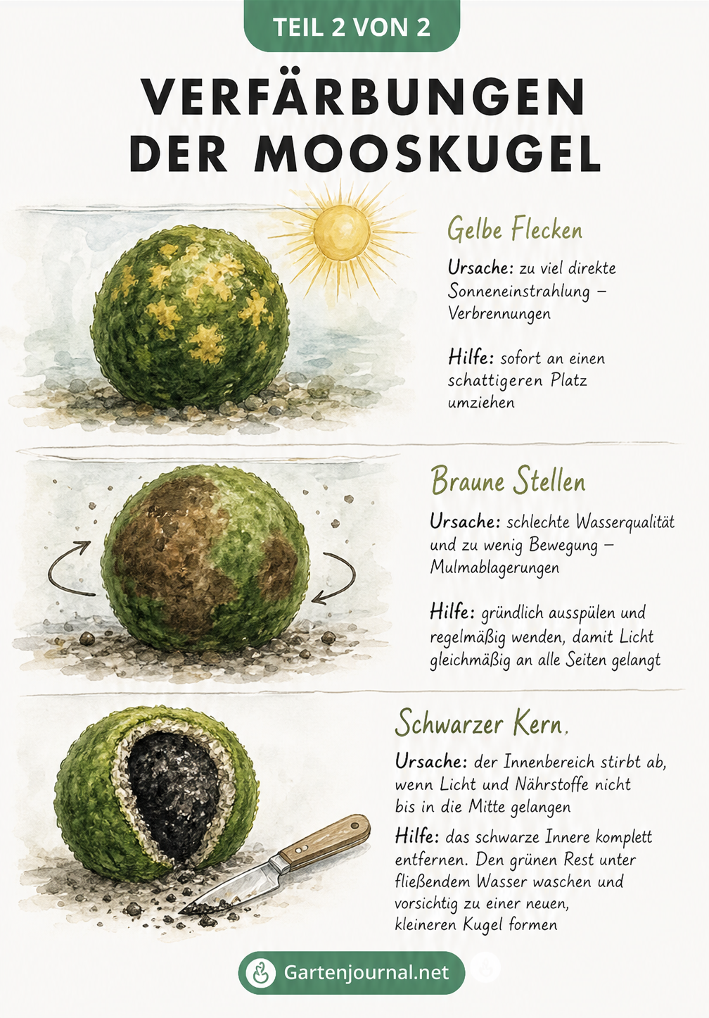 Illustration von drei Mooskugeln mit gelben, braunen und schwarzen Verfärbungen sowie deren Ursachen und Lösungen